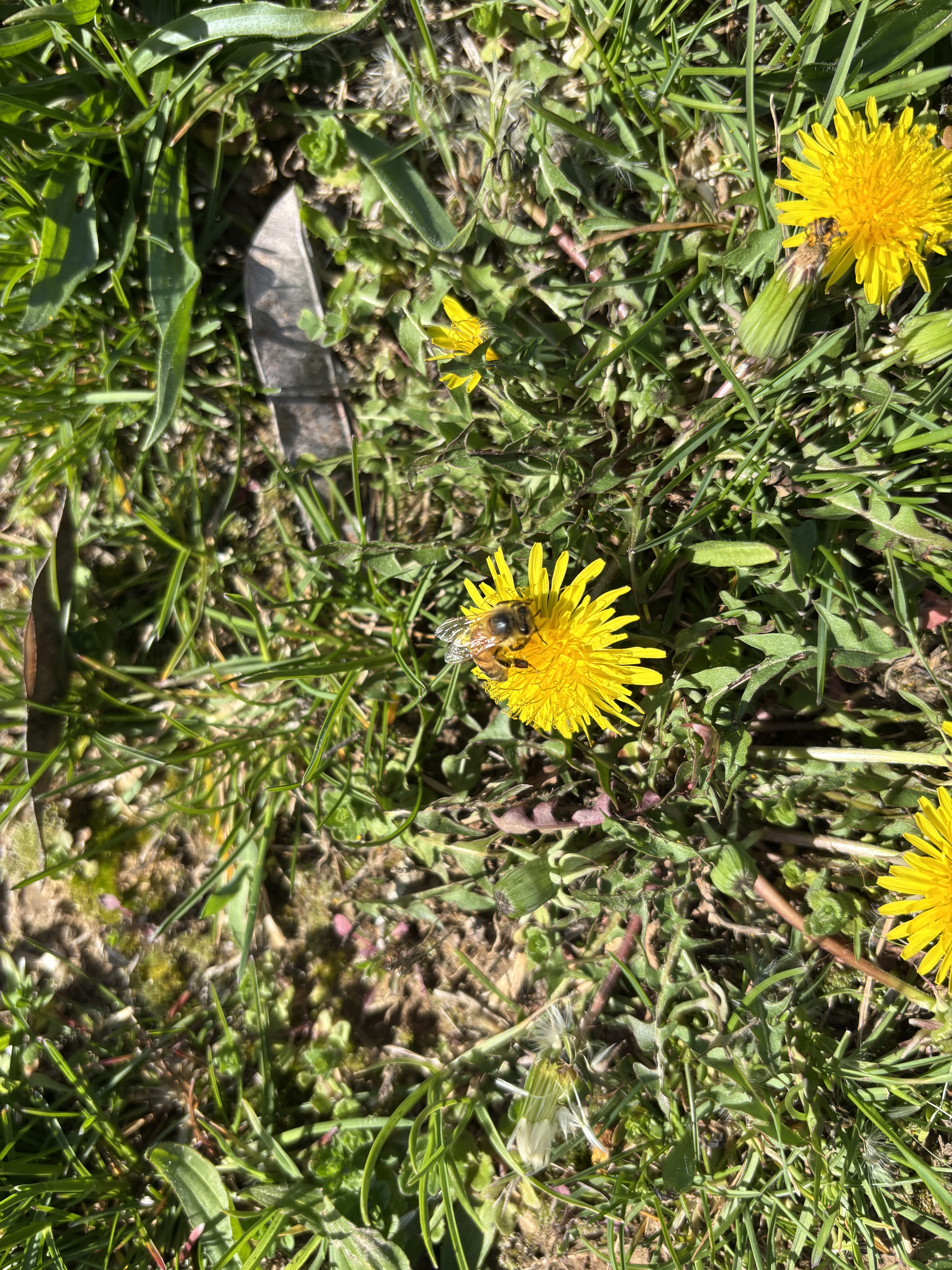 Honeybee on a dandelion