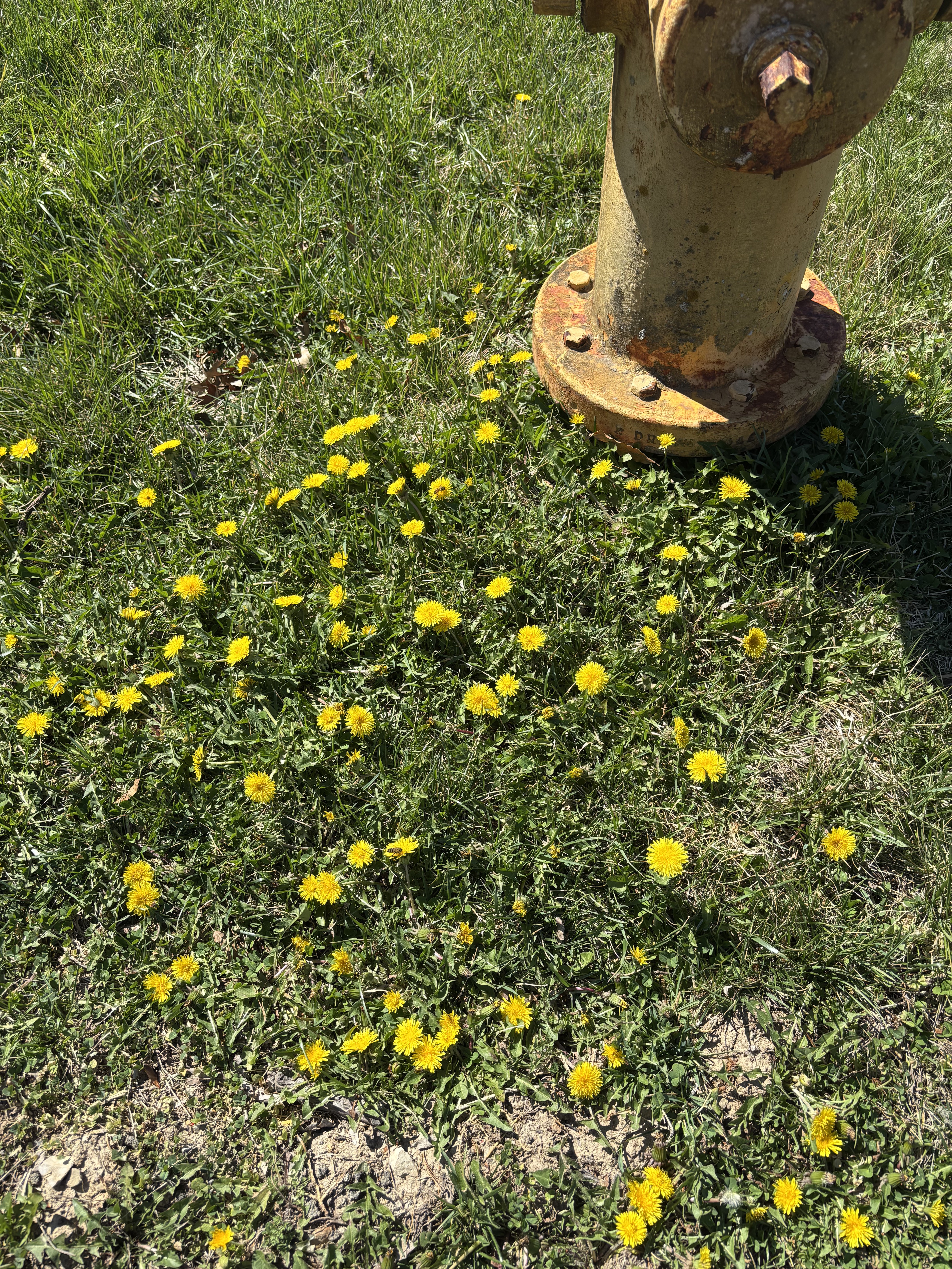 Dandelions around a fire hydrant
