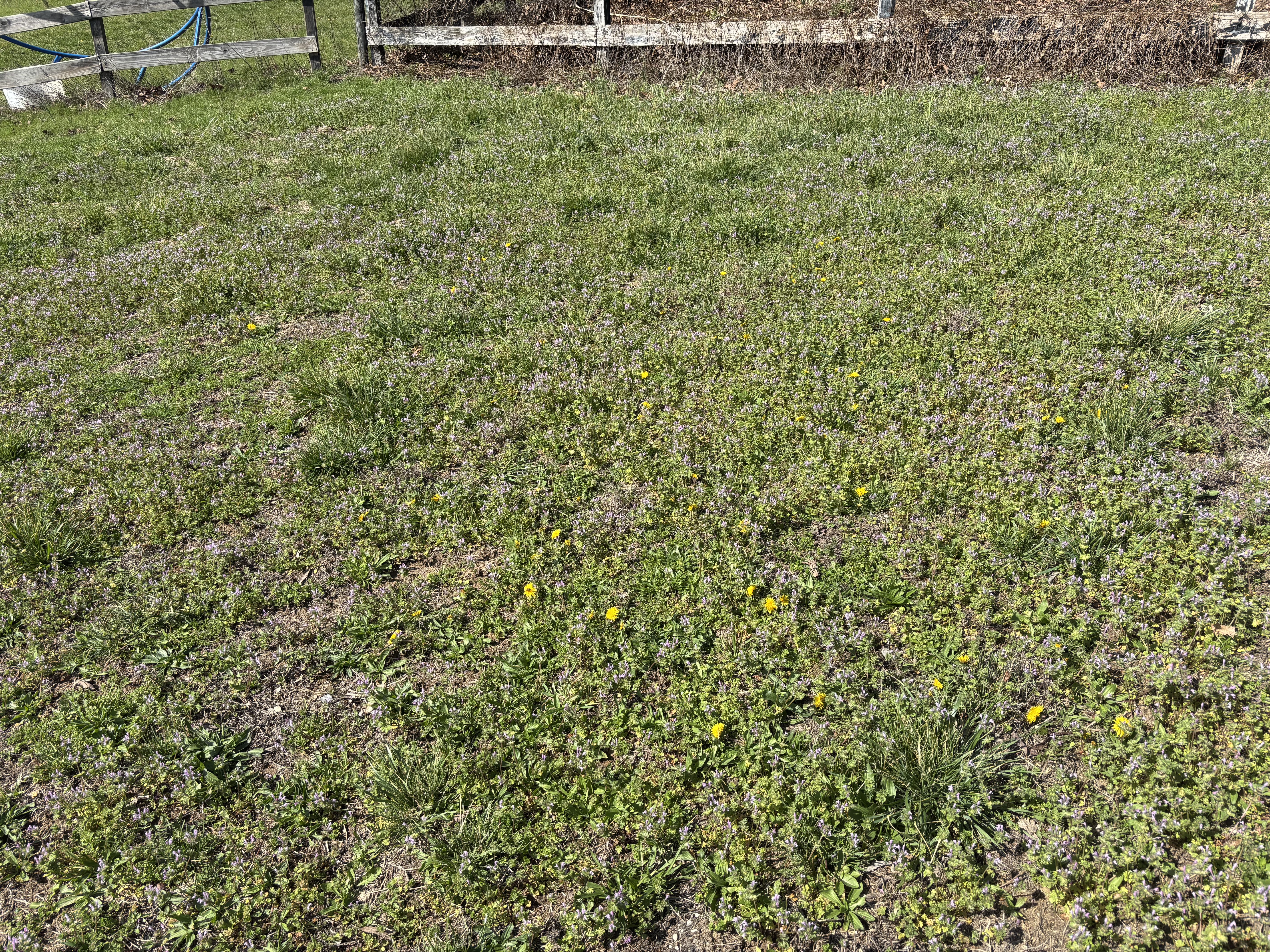 The Bees Don't Care That It's a Weed