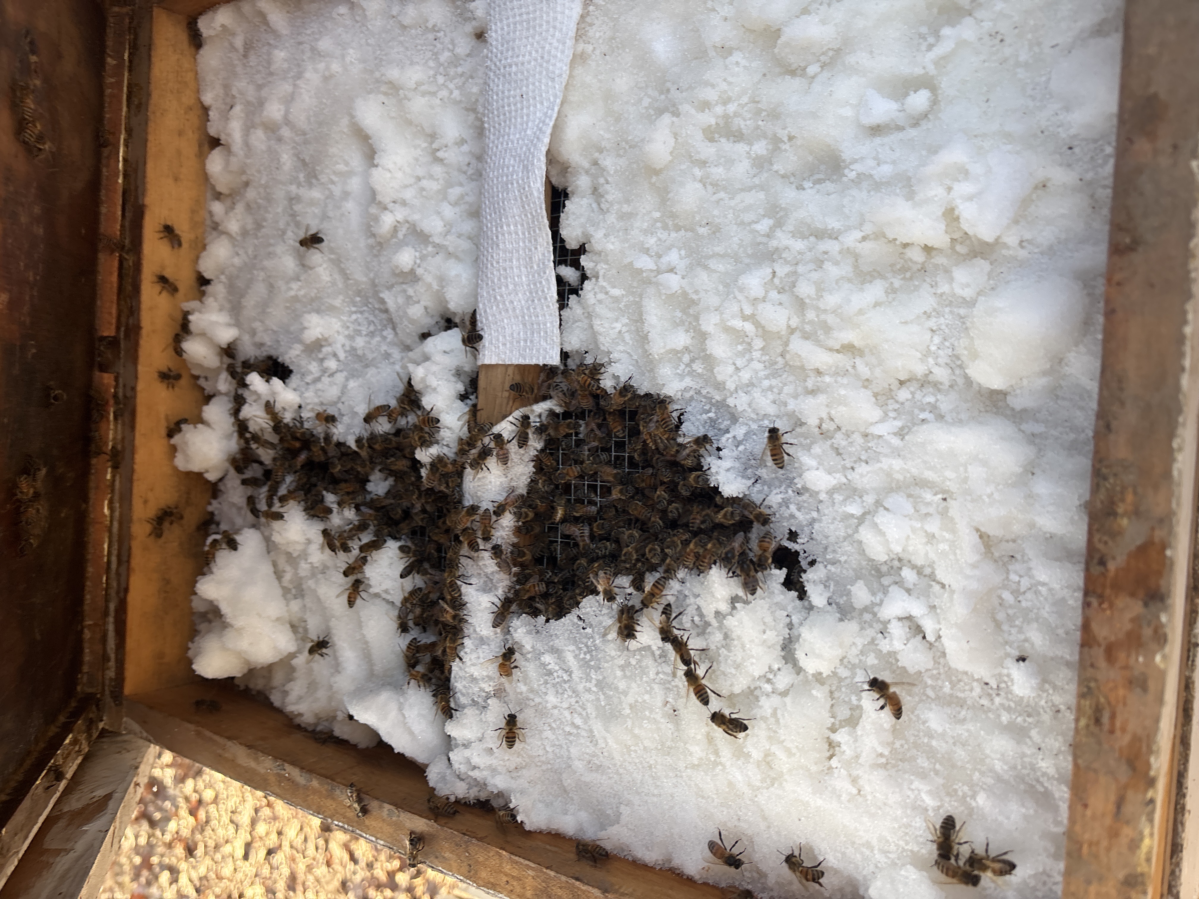Bees feeding on a sugar board