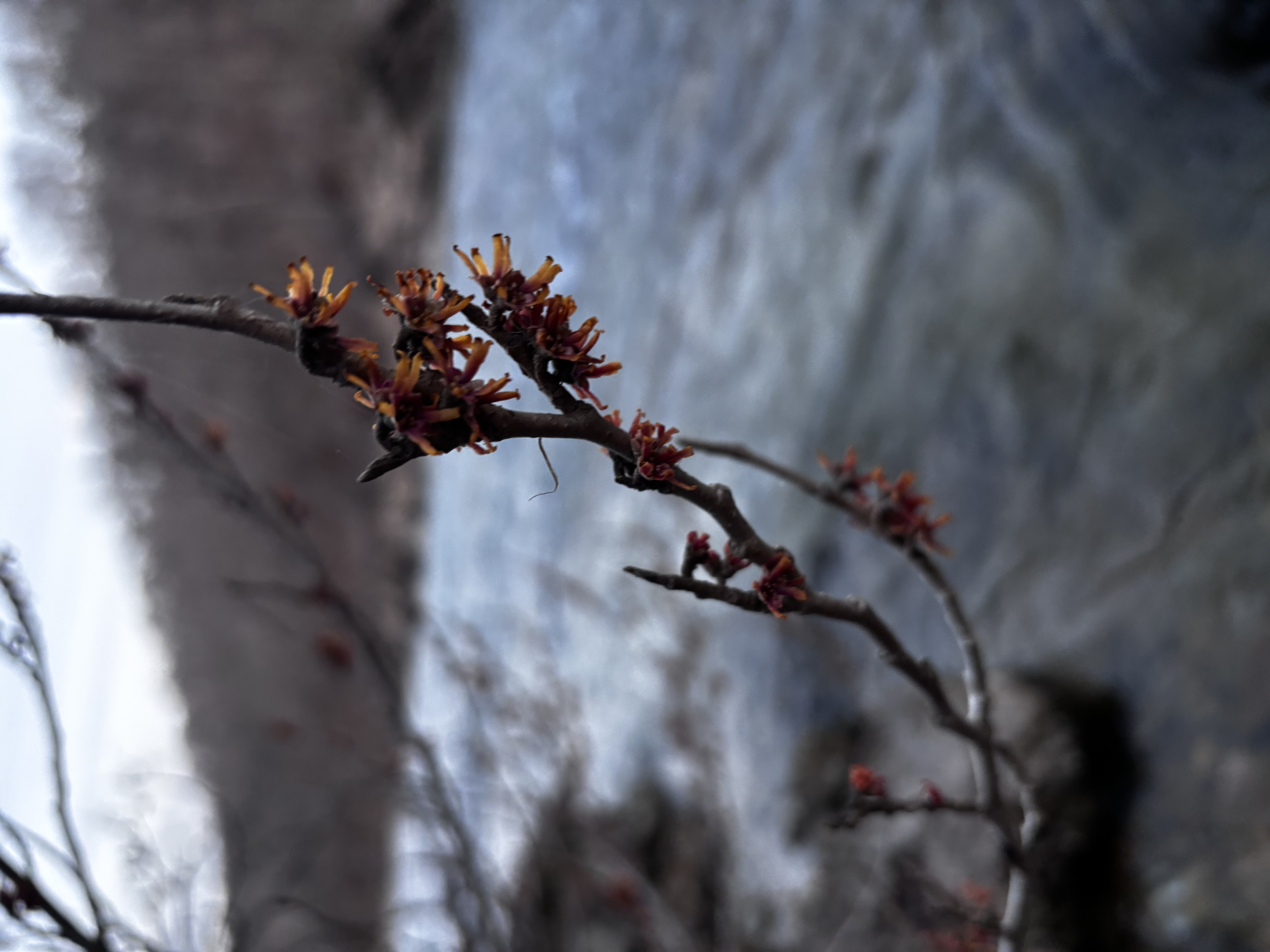 Witchhazel blooming in Wildwood