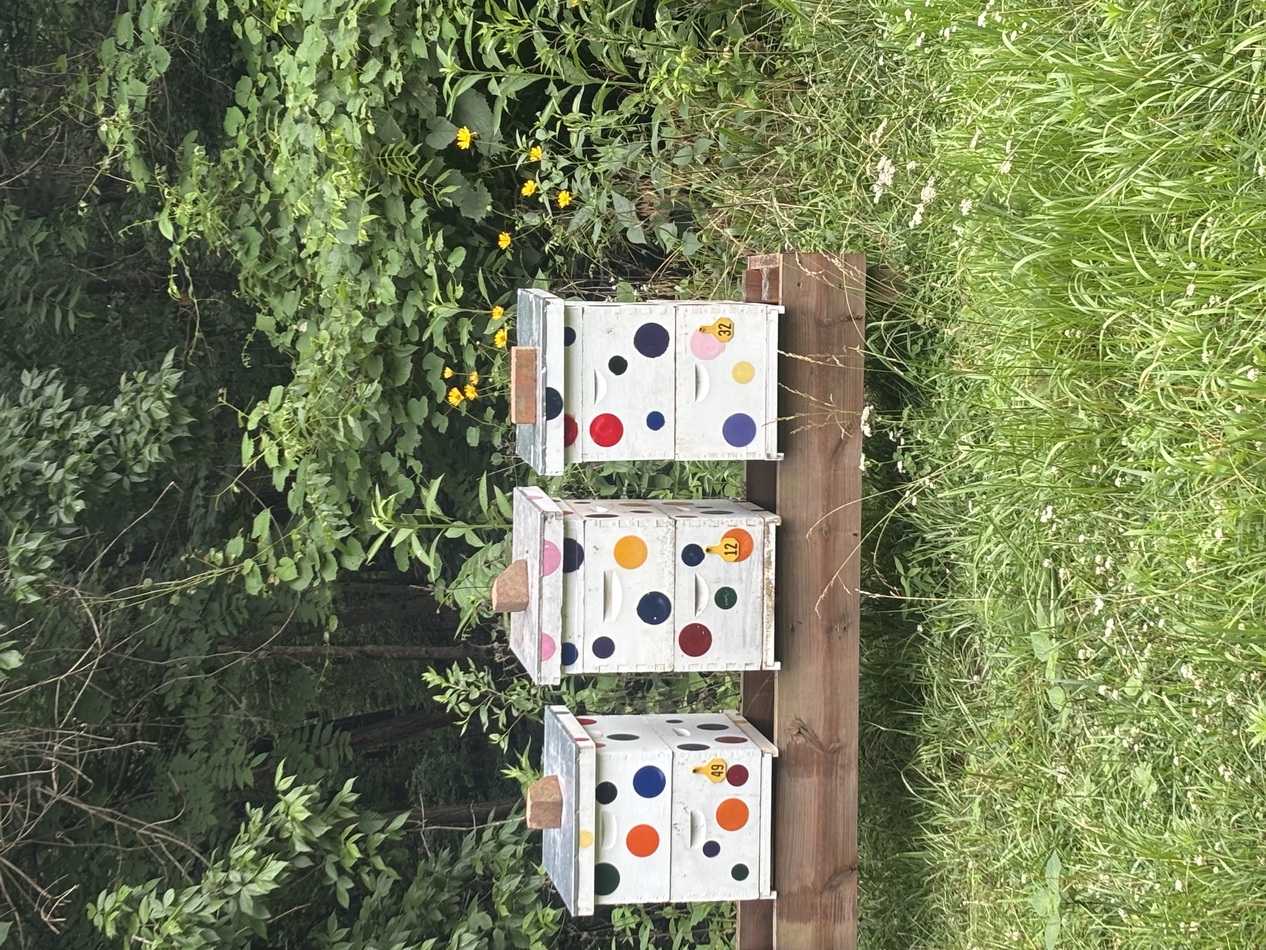 AllredBees painted hives in the field