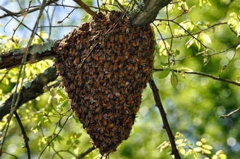 Honeybee swarm on a tree branch